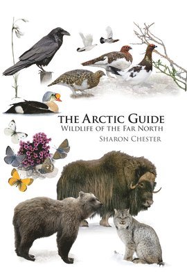 Sharon Chester - Arctic Guide, Häftad
