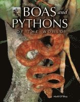 bokomslag Boas and Pythons of the World