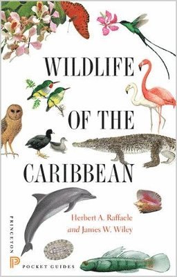 Wildlife of the Caribbean 1