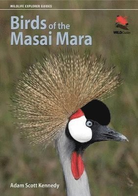 Adam Scott Kennedy - Birds of the Masai Mara, Häftad