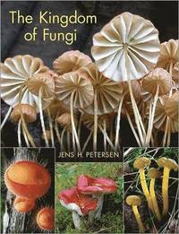 bokomslag The Kingdom of Fungi