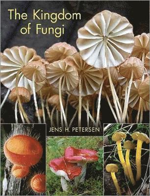 The Kingdom of Fungi 1