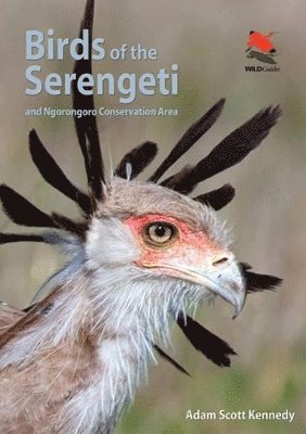 Adam Scott Kennedy - Birds of the Serengeti, Häftad
