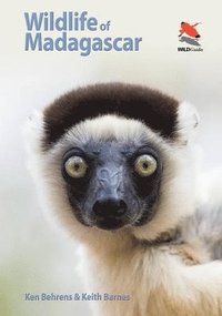 bokomslag Wildlife of Madagascar