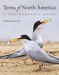 bokomslag Terns of North America