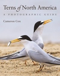 bokomslag Terns of North America