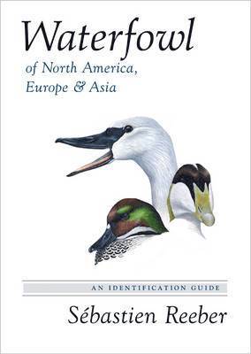 bokomslag Waterfowl of North America, Europe, and Asia: An Identification Guide