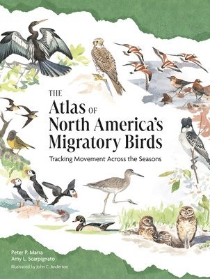 Peter P. Marra, Amy L. Scarpignato, Amy L. (Atlas of Migratory Connectivity Coordinator and Research Technician) Scarpignato, Peter P Marra, Amy L Scarpignato - Atlas of North America’s Migratory Birds, Inbunden