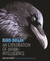 Bird Brain 1