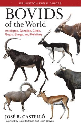 bokomslag Bovids of the World