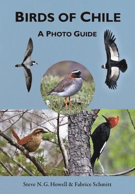 bokomslag Birds of Chile