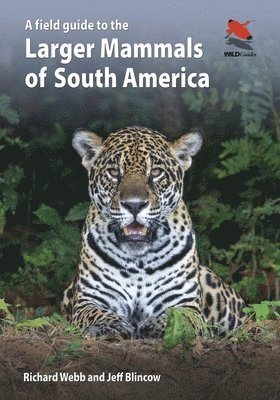 bokomslag Field Guide to the Larger Mammals of South America