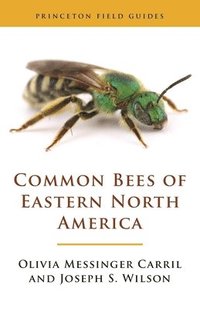 bokomslag Common Bees of Eastern North America