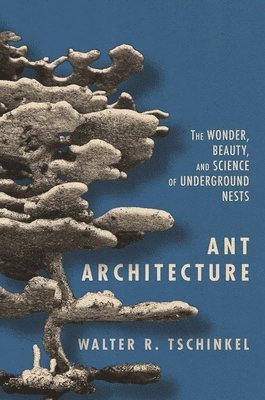 Ant Architecture 1