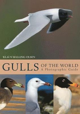 Klaus Malling Olsen - Gulls of the World, Inbunden