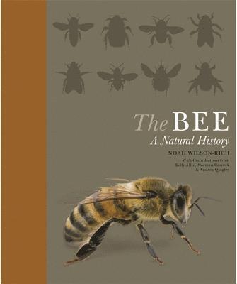 bokomslag The Bee: A Natural History