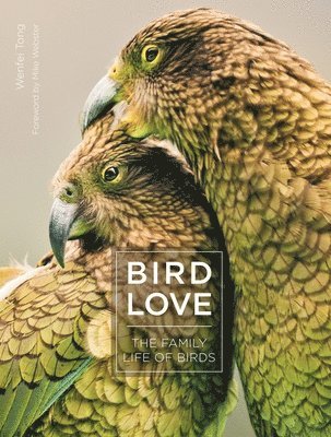 Bird Love 1