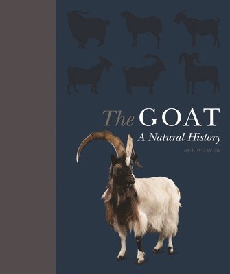 bokomslag The Goat