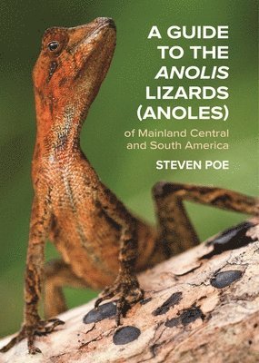 bokomslag A Guide to the Anolis Lizards (Anoles) of Mainland Central and South America