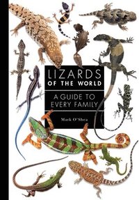 bokomslag Lizards Of The World