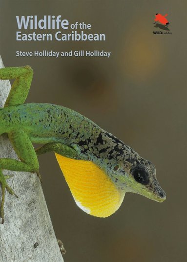 Steve Holliday, Gill Holliday - Wildlife of the Eastern Caribbean, Häftad