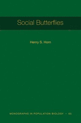 Social Butterflies 1