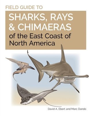 David A. Ebert, Marc Dando - Field Guide to Sharks, Rays and Chimaeras of the East Coast of North America, Häftad