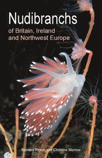 bokomslag Nudibranchs of Britain, Ireland and Northwest Europe