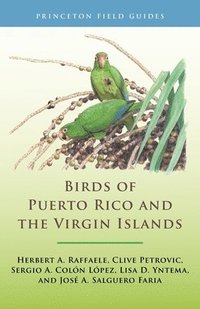 bokomslag Birds of Puerto Rico and the Virgin Islands