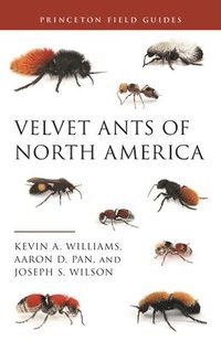 bokomslag Velvet Ants of North America