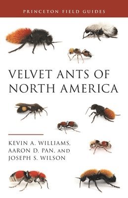 Kevin Williams, Aaron D. Pan, Joseph S. Wilson, Dr. Kevin Williams, Dr. Aaron D. Pan, Aaron D Pan, Joseph S Wilson - Velvet Ants of North America, Häftad