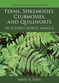 bokomslag Ferns, Spikemosses, Clubmosses, and Quillworts of Eastern North America