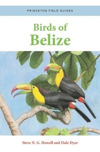 bokomslag Birds of Belize
