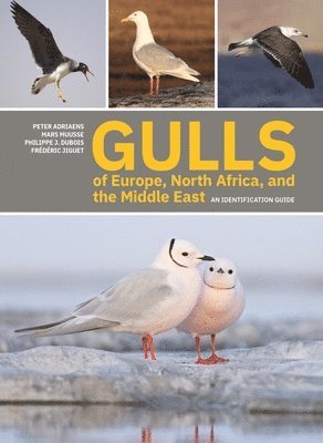 Peter Adriaens, Mars Muusse, Philippe J. Dubois, Frédéric Jiguet - Gulls of Europe, North Africa, and the Middle East, Häftad