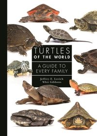 bokomslag Turtles of the World