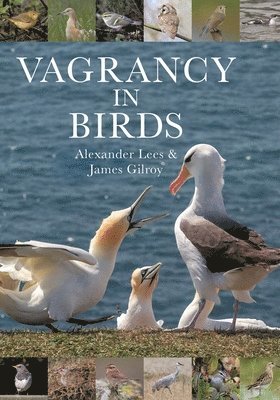 bokomslag Vagrancy in Birds