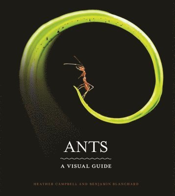 Ants 1