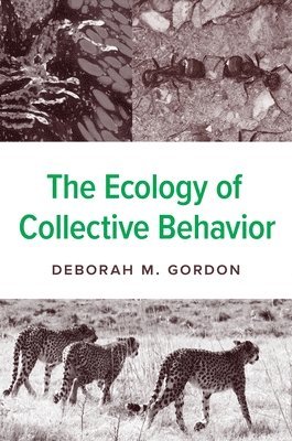 Deborah M. Gordon, Deborah M Gordon - Ecology of Collective Behavior, Häftad
