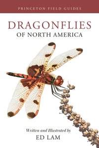 bokomslag Dragonflies of North America