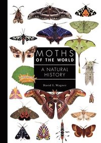bokomslag Moths of the World