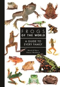 bokomslag Frogs of the World