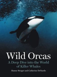 bokomslag Wild Orcas