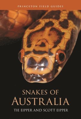 bokomslag Snakes of Australia