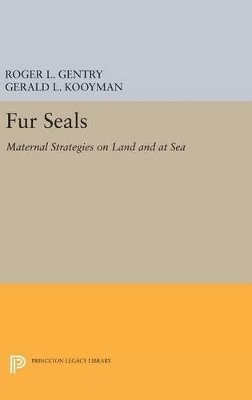 Fur Seals 1