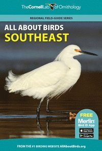 bokomslag All About Birds Southeast