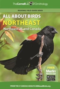 bokomslag All About Birds Northeast