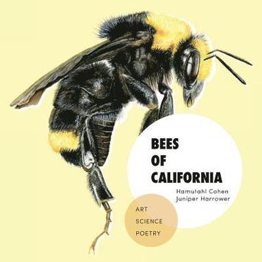 bokomslag Bees of California