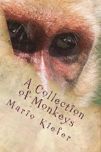 bokomslag A Collection of Monkeys