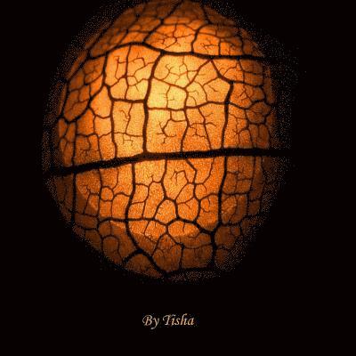 Tisha - The Shorstors A Collection of Musings, Häftad
