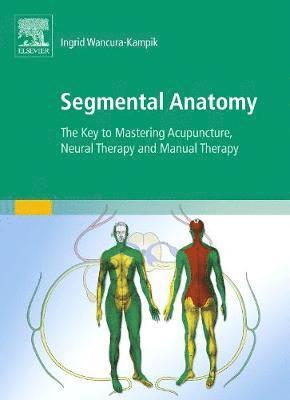 Segmental Anatomy 1